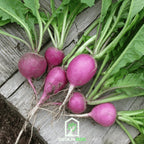 Purple Plum Radish – 250 Seeds