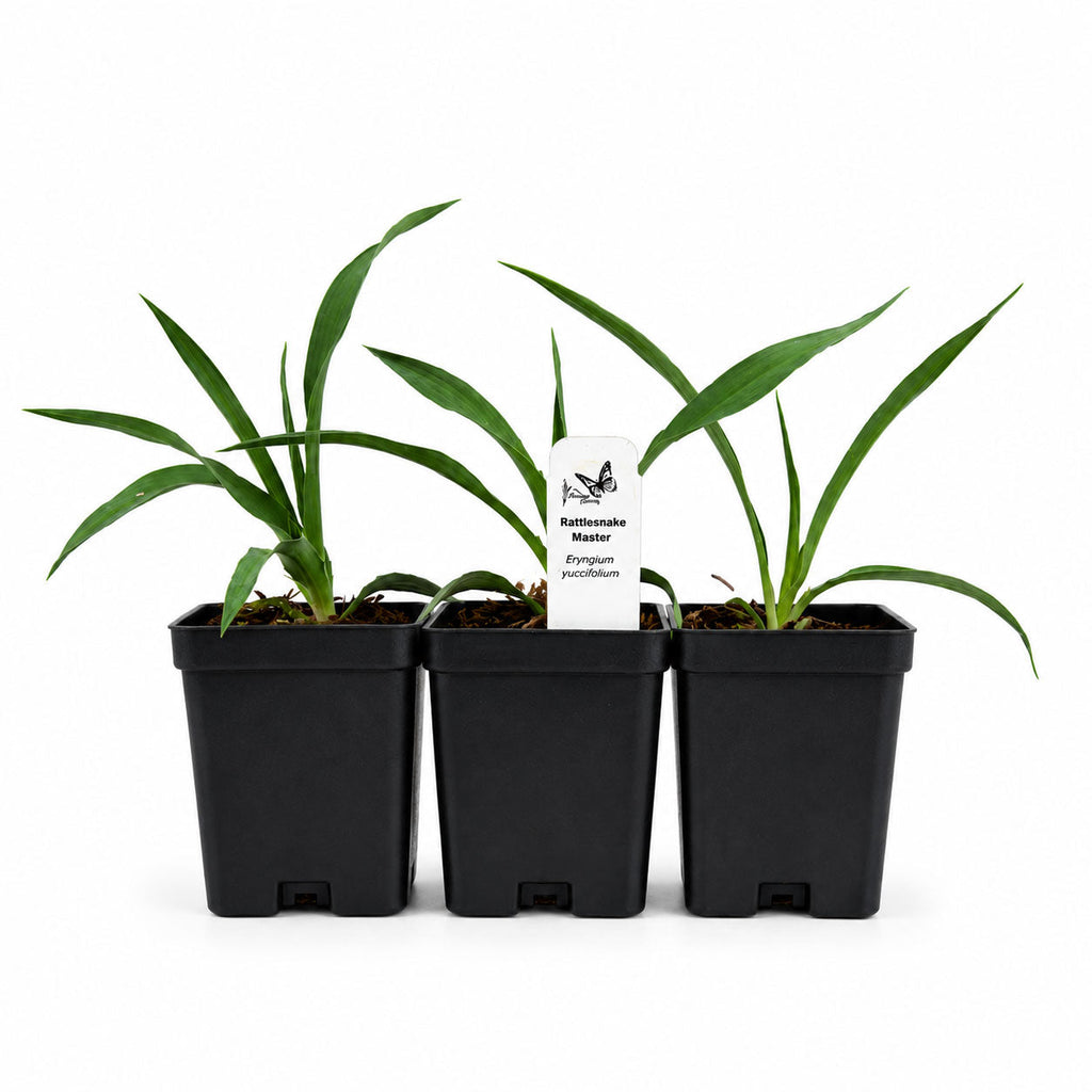 Rain Garden Live Plant Landscape Kit | Prairie Legacy Inc.