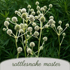 Rain Garden Live Plant Landscape Kit | Prairie Legacy Inc.