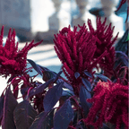 Red Garnet Amaranth – 250 Seeds