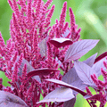 Red Garnet Amaranth – 250 Seeds