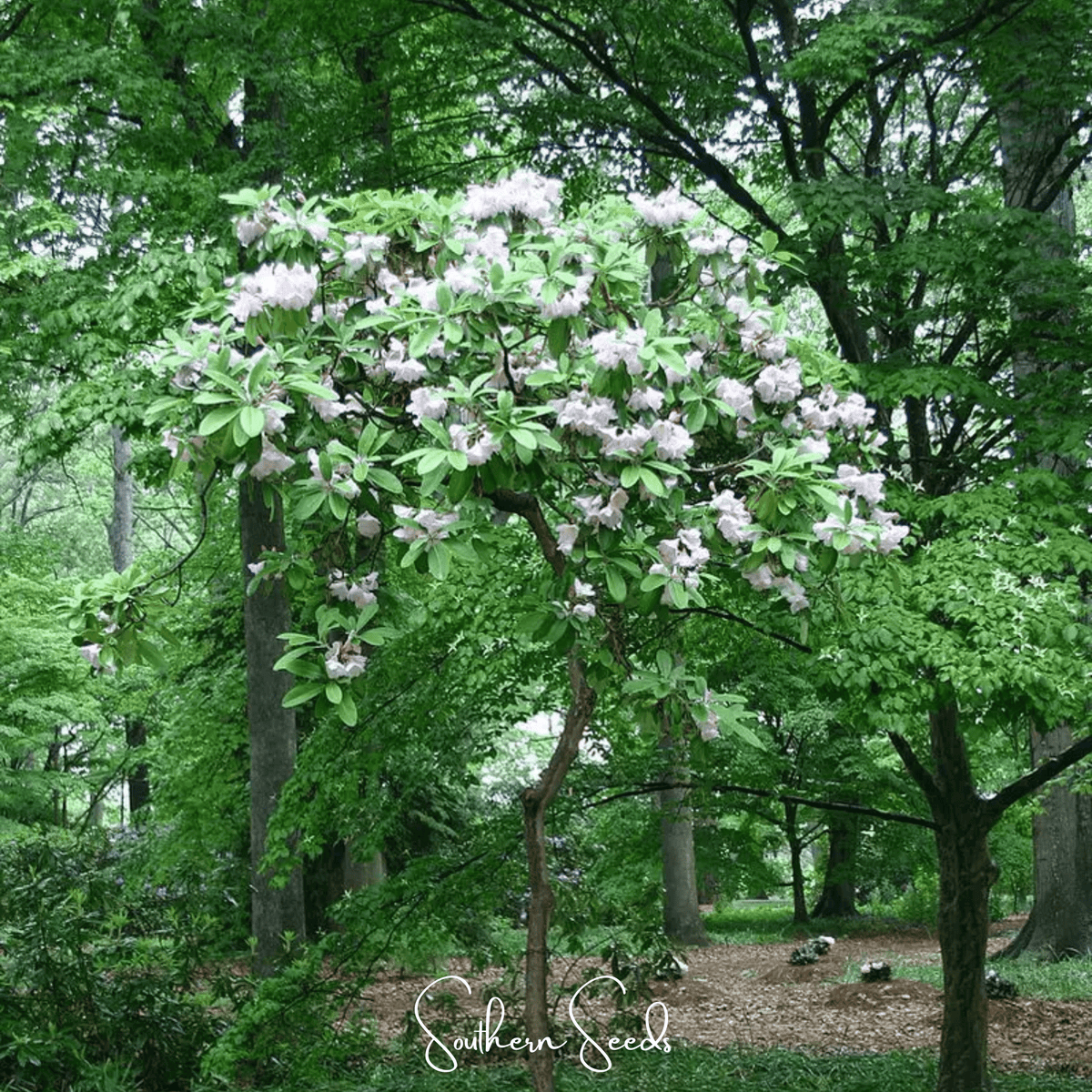 Fortune Rhododendron – 100 Seeds