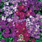 Royal Rockcress Mix – 100 Seeds