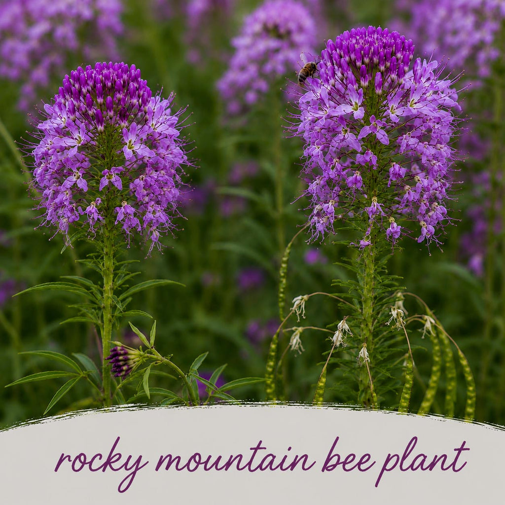 Deer & Rabbit Resistent Wildflower Bundle | Tall & Short Mini Mixes | Prairie Legacy Inc.