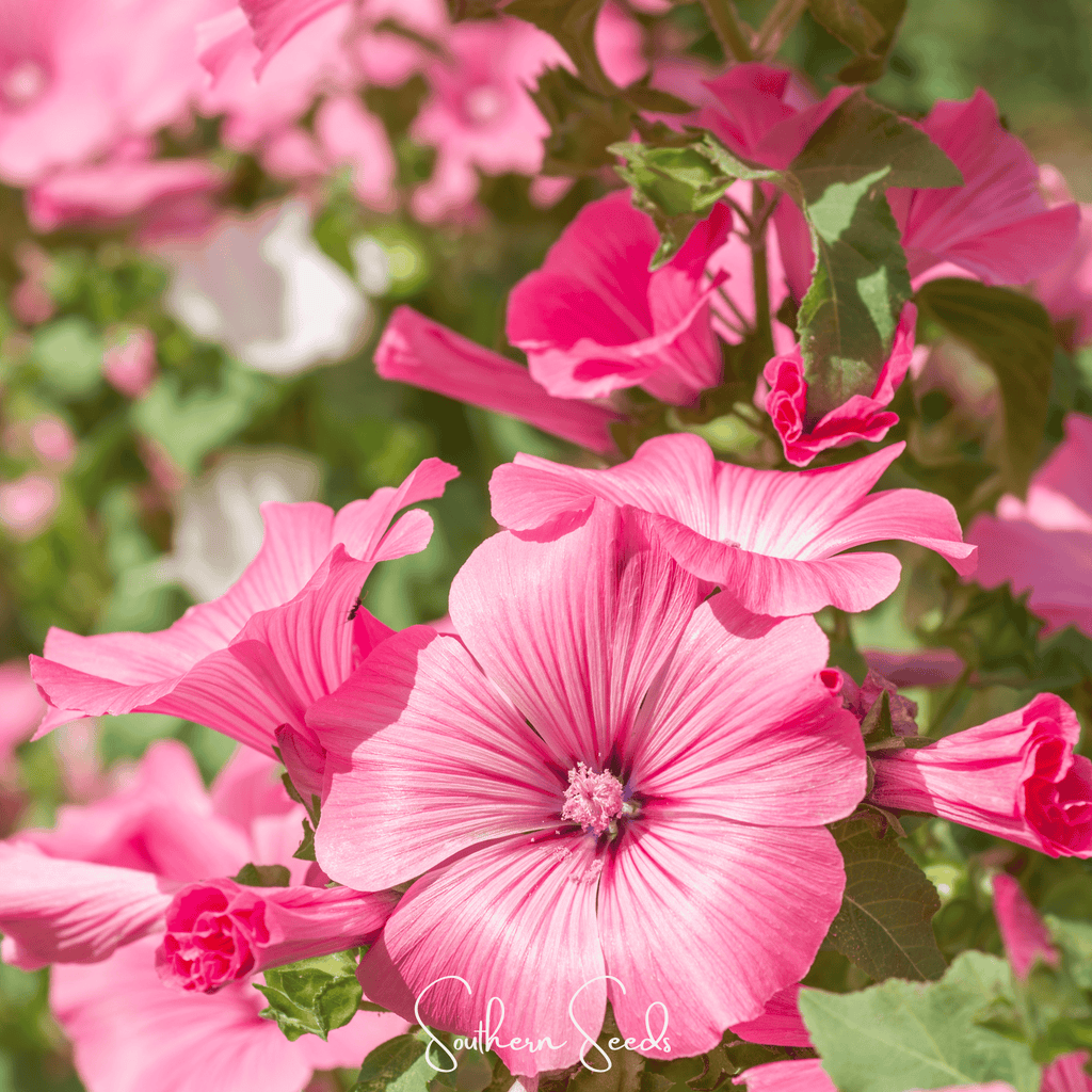 Loveliness Rose Mallow – 50 Seeds