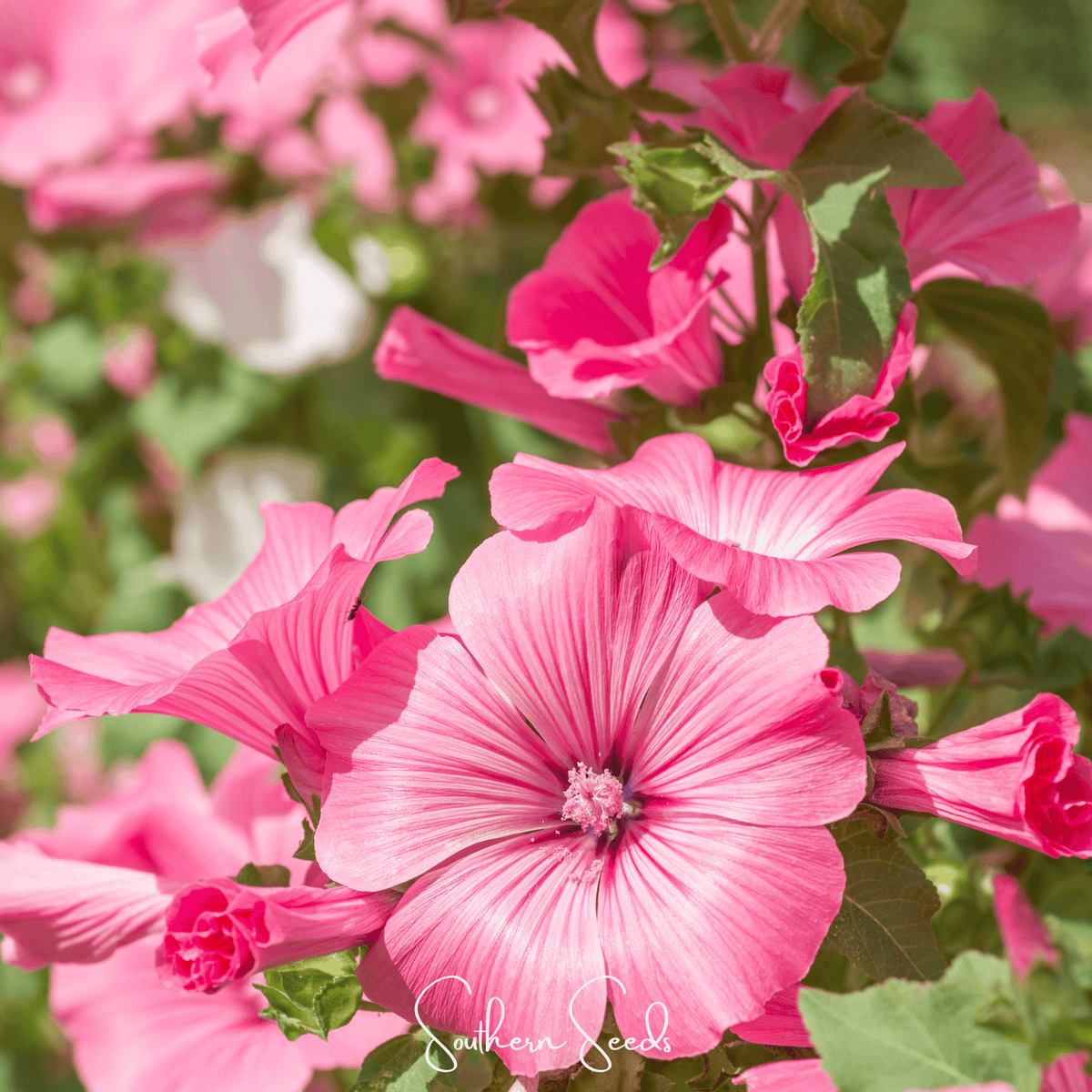 Loveliness Rose Mallow – 50 Seeds