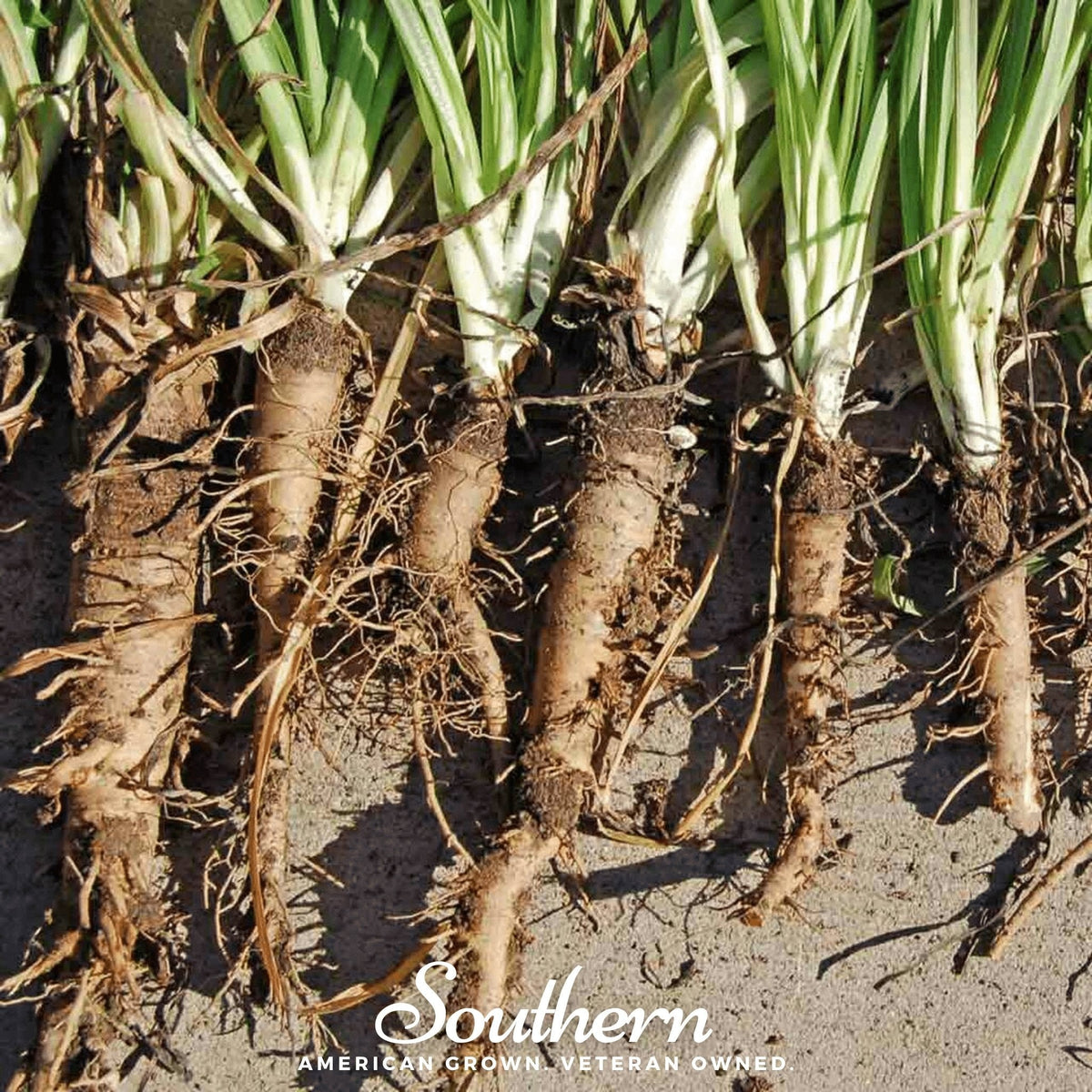 Mammoth Sandwich Island Salsify – 50 Seeds