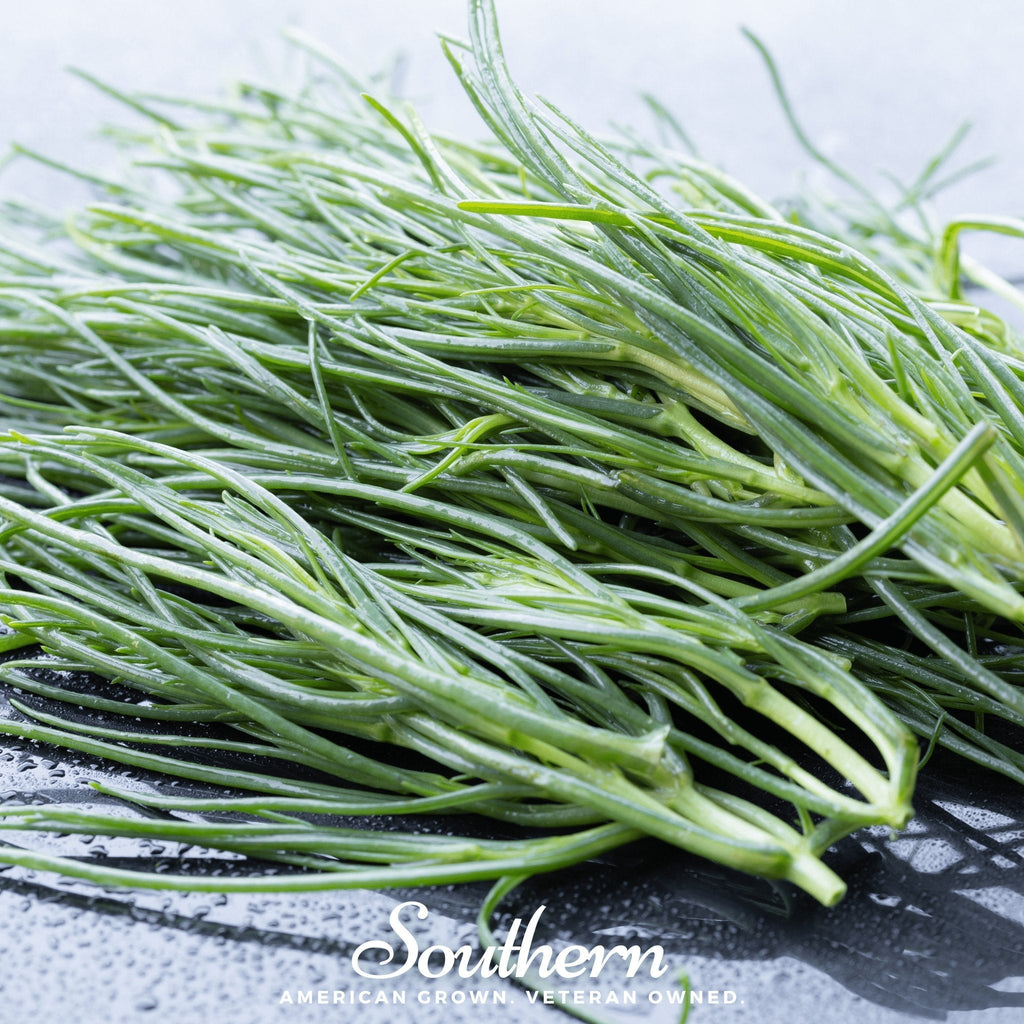 Saltwort – 50 Seeds