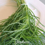 Saltwort – 50 Seeds