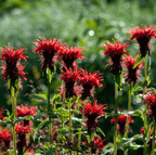 Scarlet Bee Balm – 20 Seeds