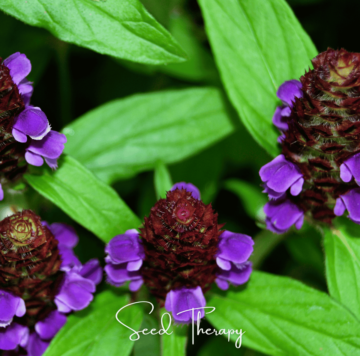 Self Heal (Heal All, All Heal) – 50 Seeds