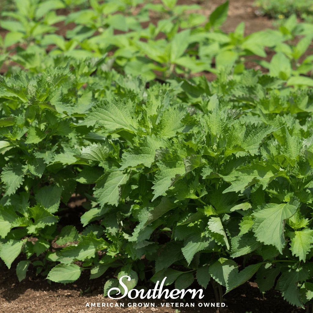 Green Shiso – 200 Seeds
