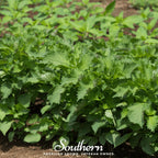 Green Shiso – 200 Seeds