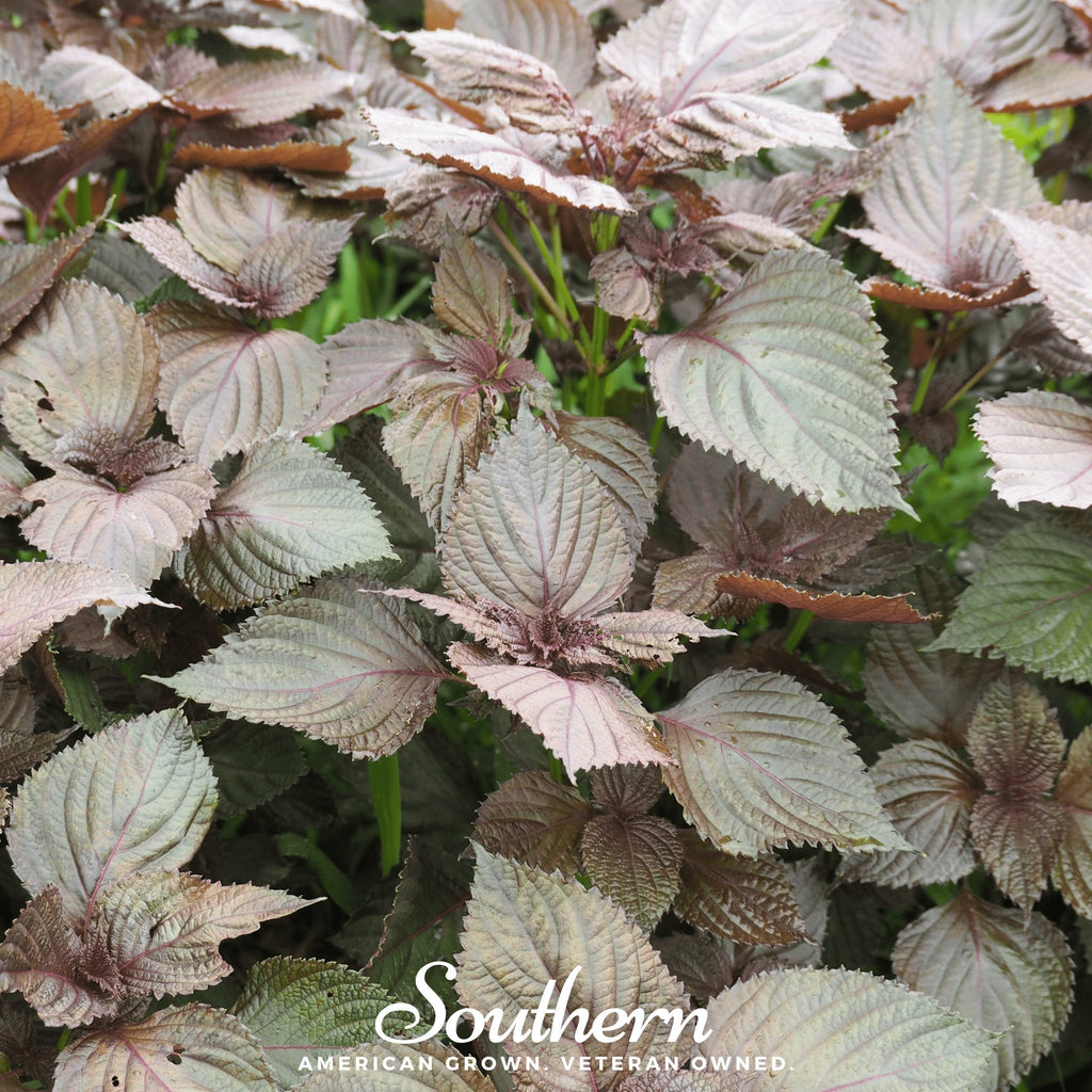 Red Shiso – 200 Seeds