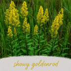 Backyard Bird Wildflower XL Bundle | Tall & Short Mini Mixes and Backyard Bird Buffet  | Prairie Legacy Inc.