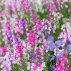 Northern Lights Toadflax Mix – 200 Seeds