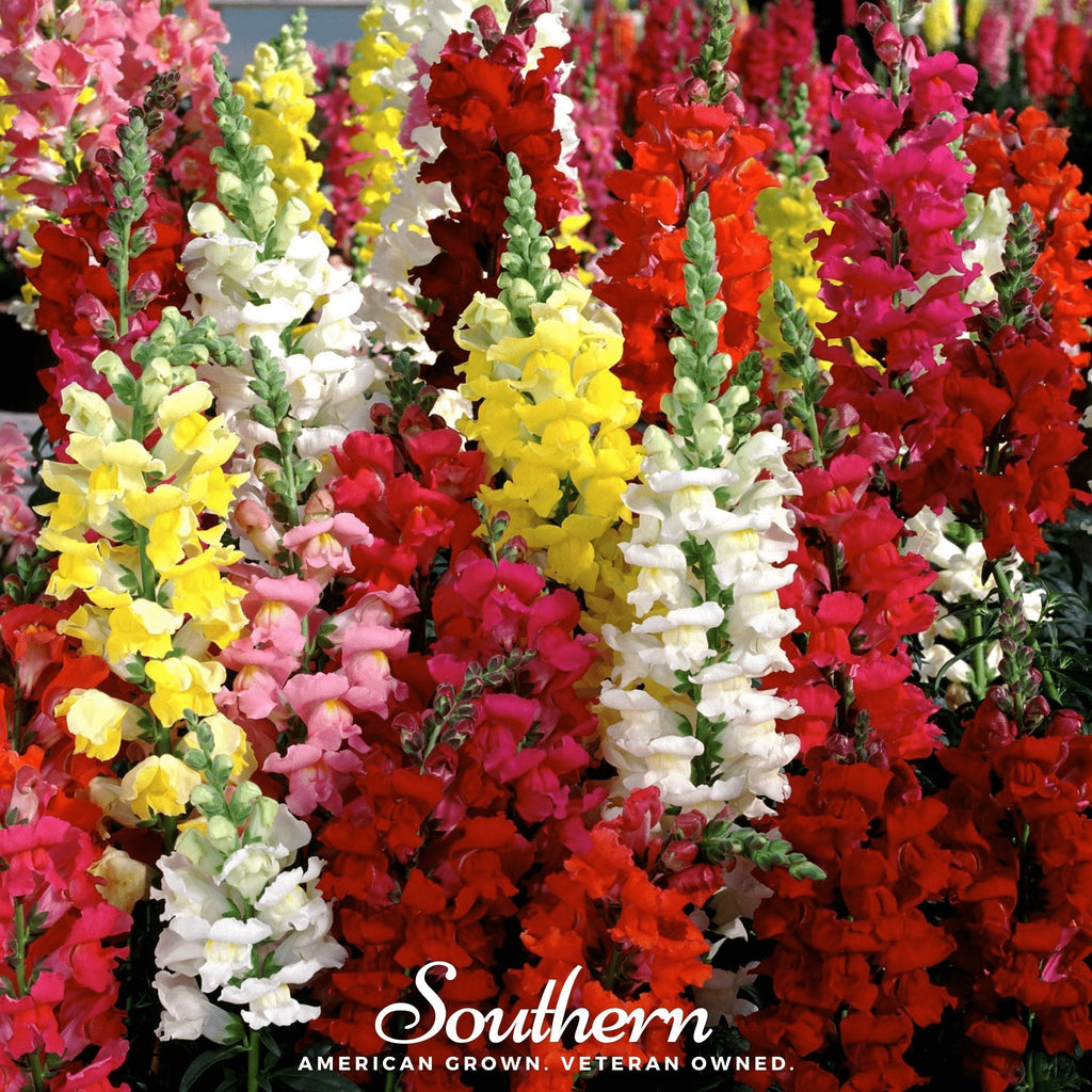 Tetra Snapdragon Mix – 200 Seeds