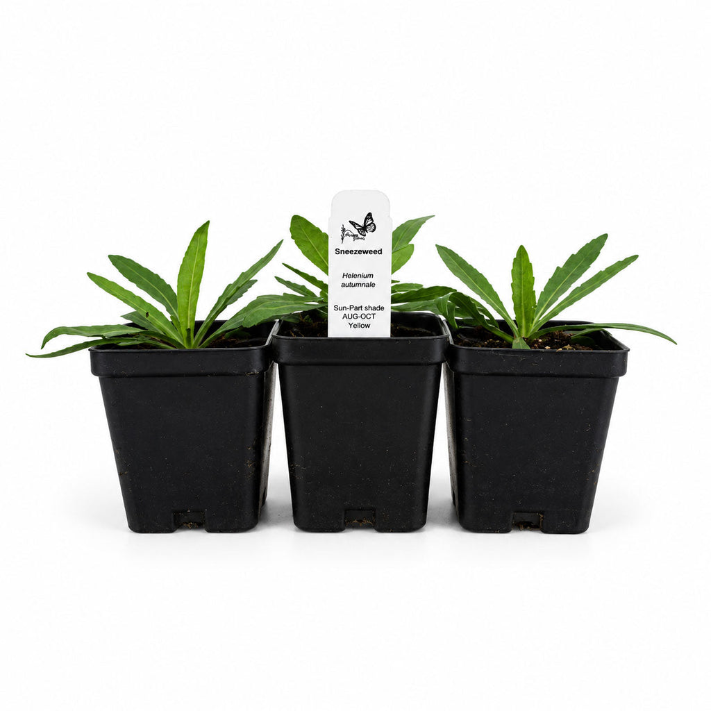 Rain Garden Live Plant Landscape Kit | Prairie Legacy Inc.