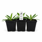 Rain Garden Live Plant Landscape Kit | Prairie Legacy Inc.