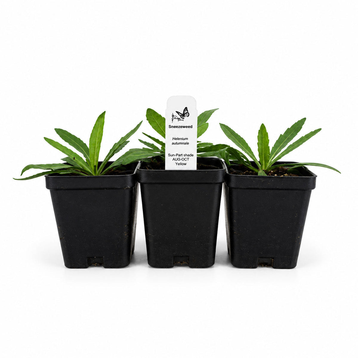Rain Garden Live Plant Landscape Kit | Prairie Legacy Inc.