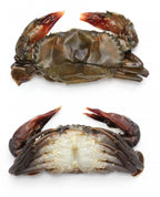 Soft Shell  Blue Crabs by dozen or half