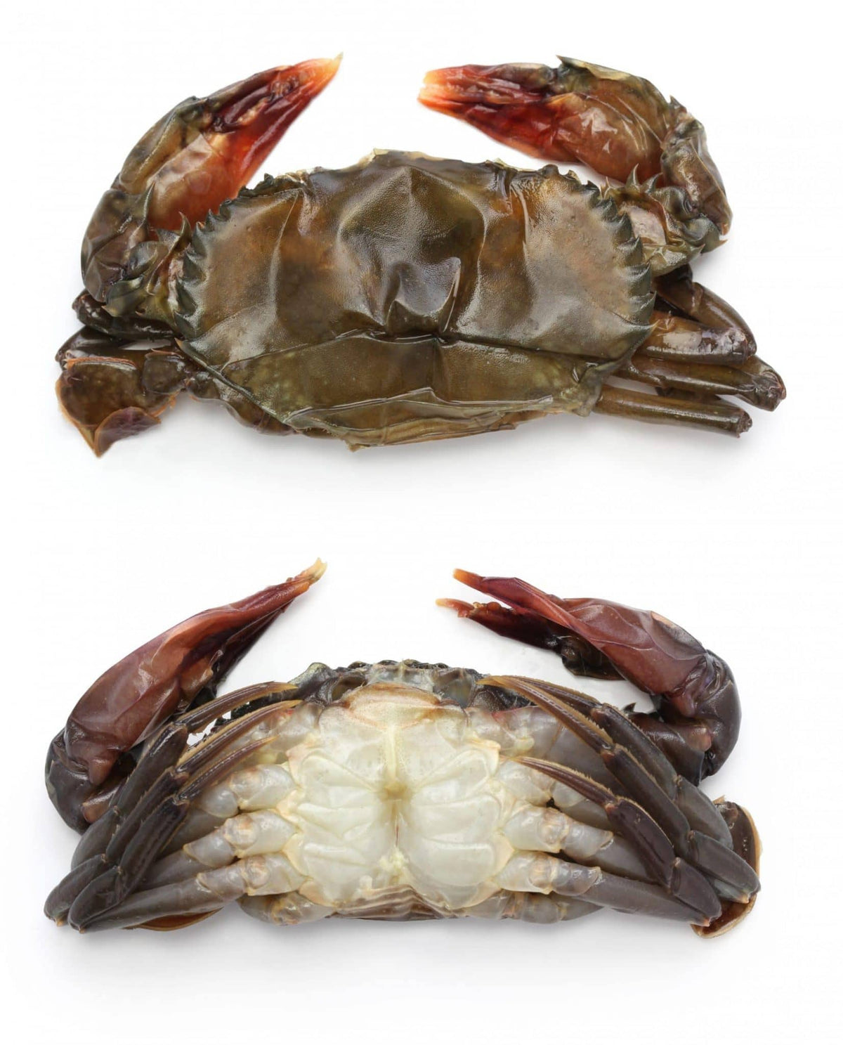 Soft Shell  Blue Crabs by dozen or half