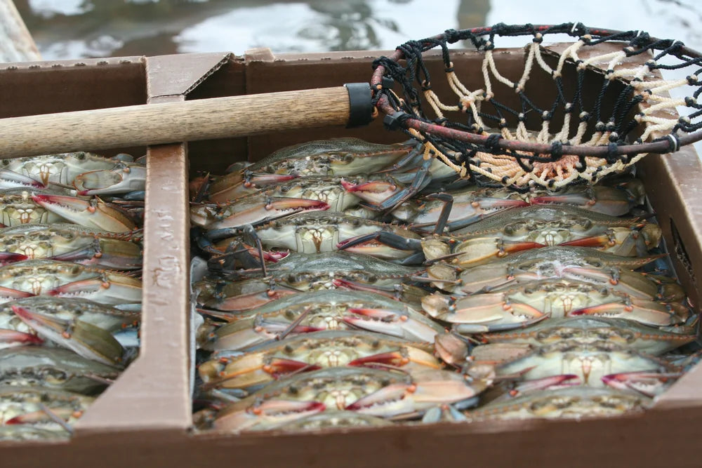 Soft Shell  Blue Crabs by dozen or half