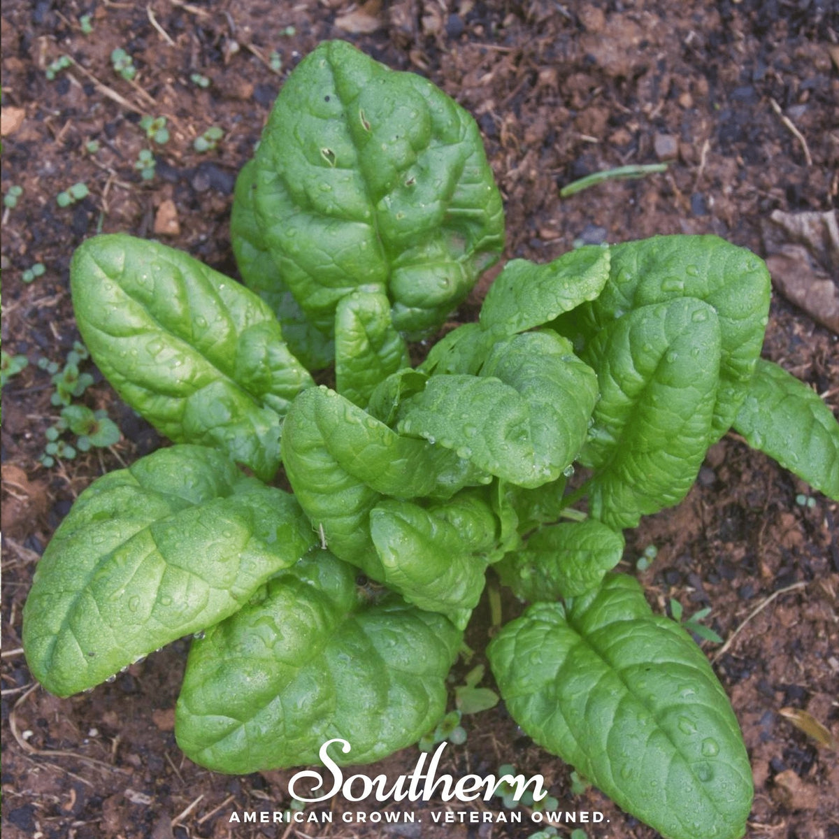 Bloomsdale Spinach – 150 Seeds