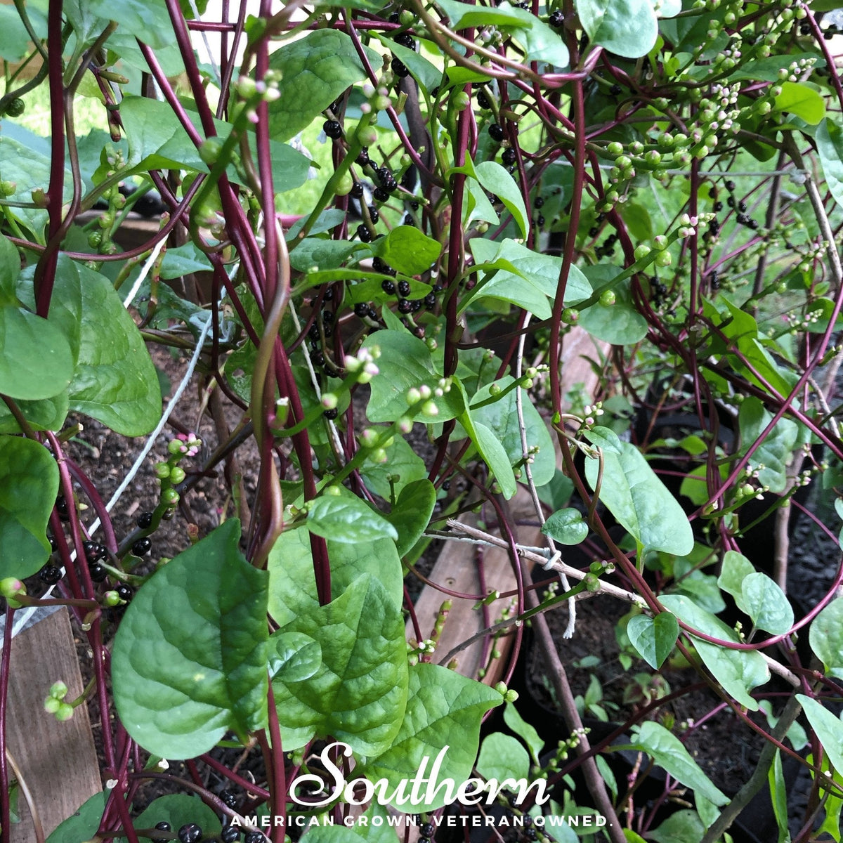 Malabar Red Spinach – 50 Seeds