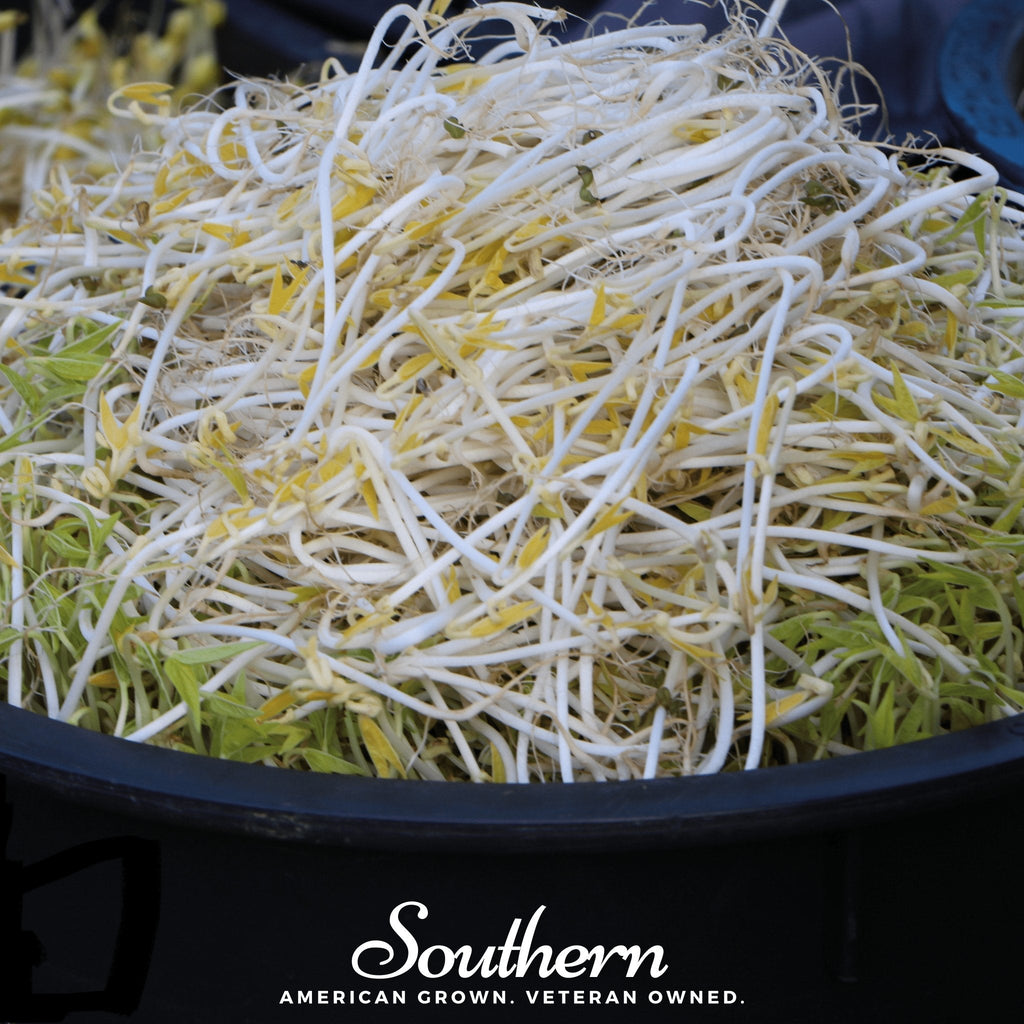 Mung Beans Sprout – 500 Seeds
