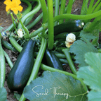 Black Beauty Summer Zucchini Squash – 25 Seeds