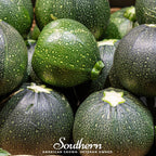 Zucchini Round Summer Squash – 25 Seeds