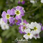 Virginia Stock – 500 Seeds