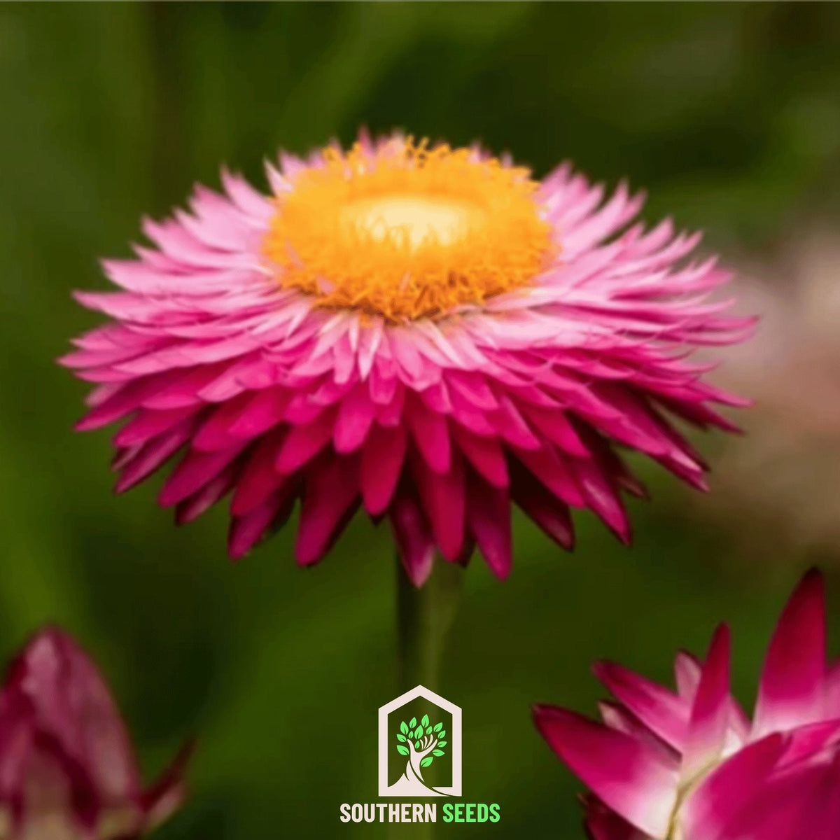 Purple-Red Strawflower – 100 Seeds
