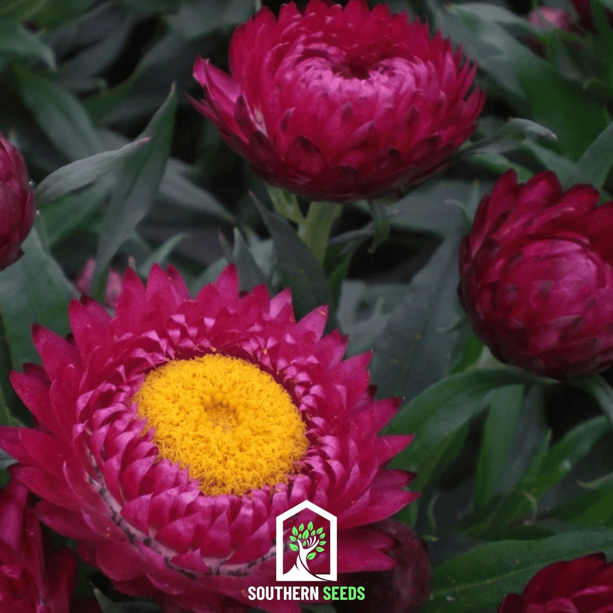 Purple-Red Strawflower – 100 Seeds
