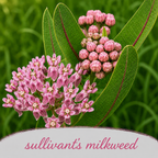 Pollinator Wildflower Bundle | Tall & Short Mini Mixes | Prairie Legacy Inc.