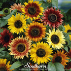 Autumn Beauty Sunflower – 25 Seeds
