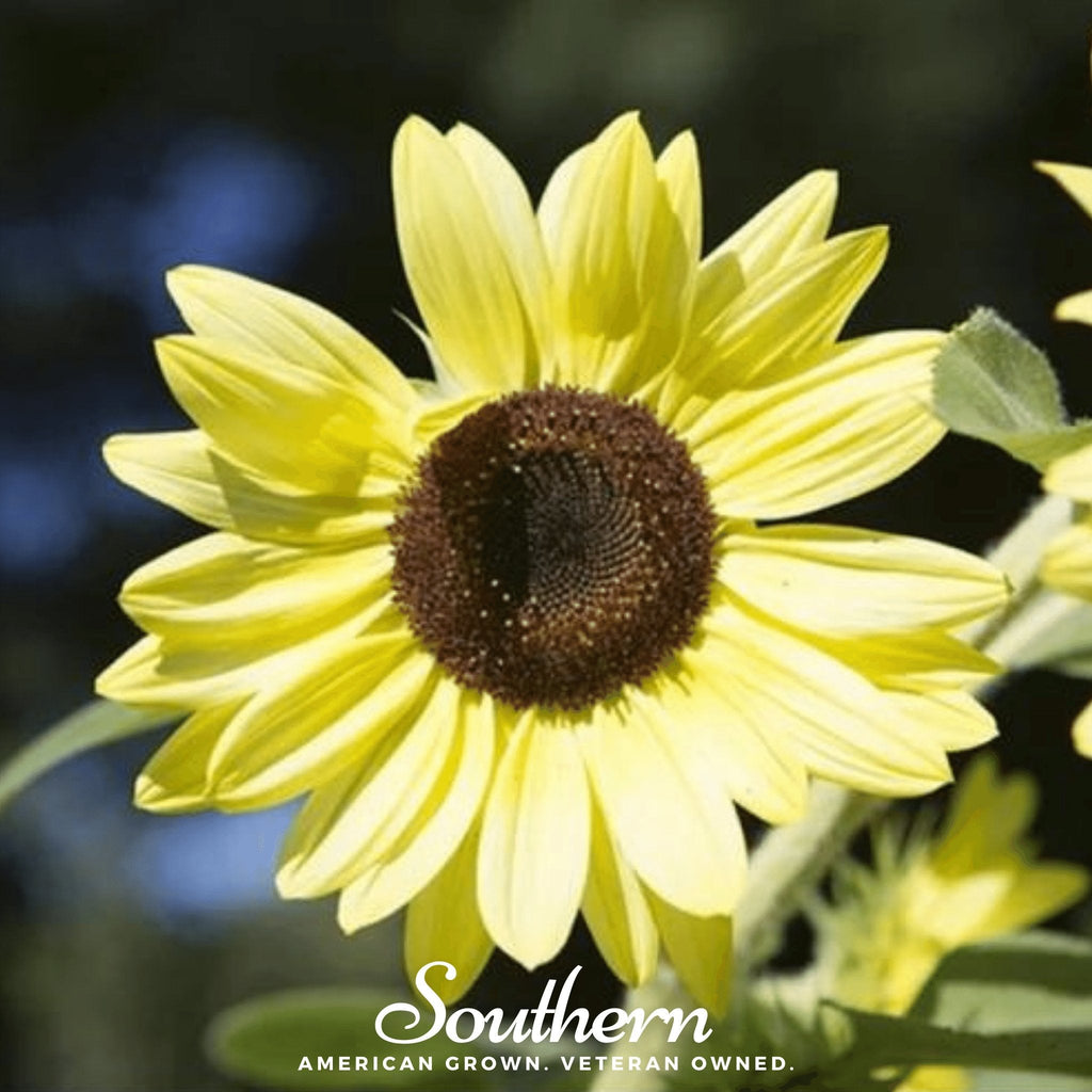 Lemon Queen Sunflower – 25 Seeds