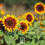 Ring of Fire Sunflower – 25 Seeds