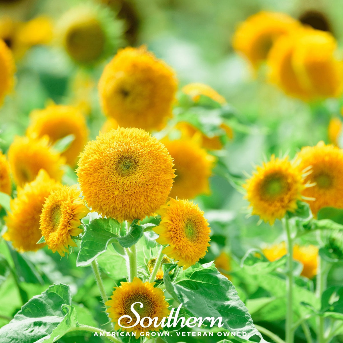 Teddy Bear Dwarf Sunflower – 25 Seeds