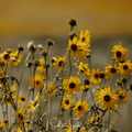 Wild Annual Sunflower – 50 Seeds