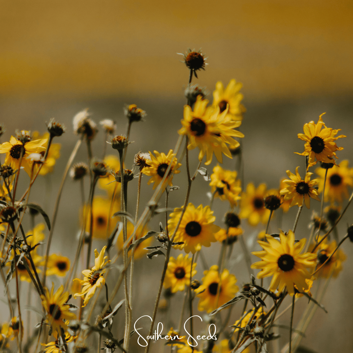 Wild Annual Sunflower – 50 Seeds