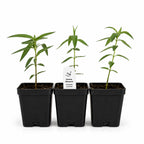 Rain Garden Live Plant Landscape Kit | Prairie Legacy Inc.