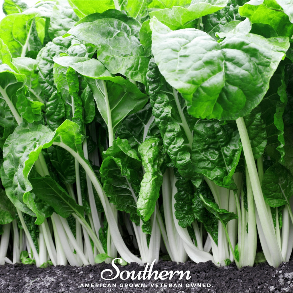 Fordhook Giant Swiss Chard – 100 Seeds