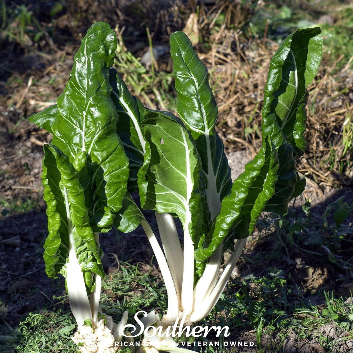 Fordhook Giant Swiss Chard – 100 Seeds