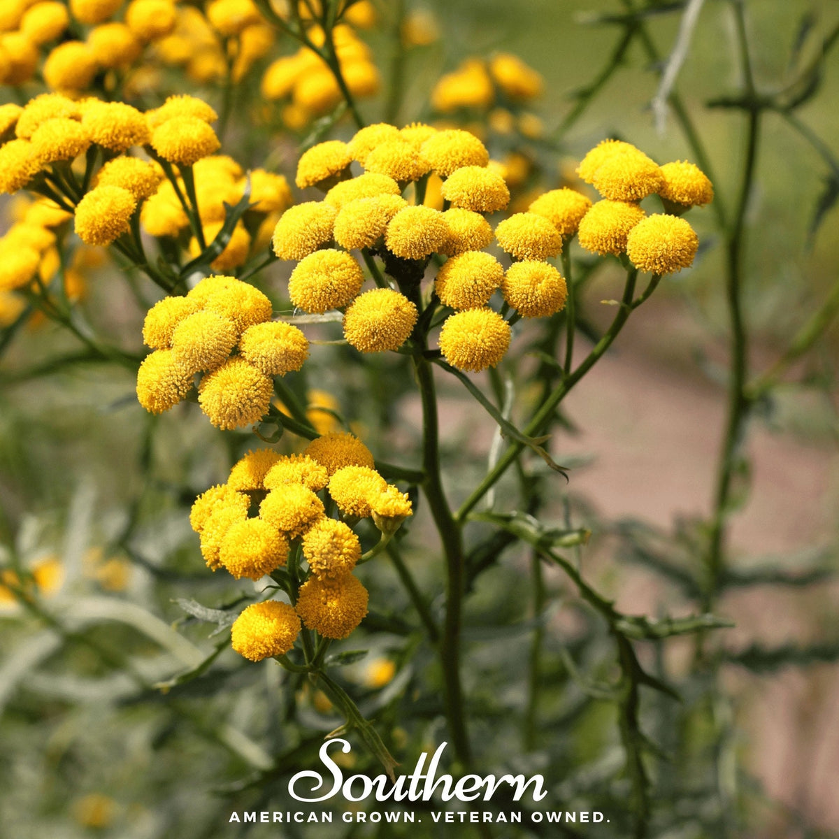Tansy – 100 Seeds