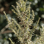 Tarragon – 300 Seeds
