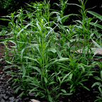 Tarragon – 300 Seeds