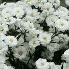 The Pearl Yarrow – 100 Seeds