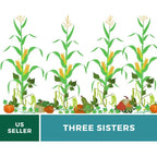 Three Sisters Seed Collection – Native American Farming – Corn, Bean, Squash